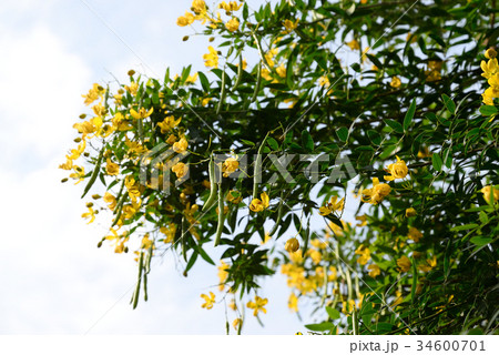 ハナセンナ34 34600701