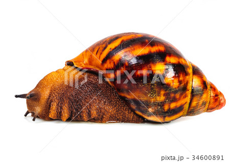 Snail isolated on the white background 34600891