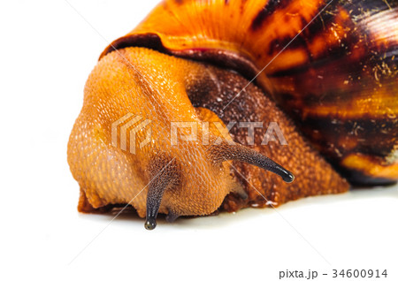 Snail isolated on the white background 34600914