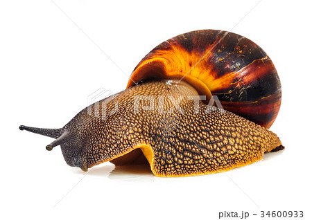 Snail isolated on the white background Snail isolated on the white background 34600933