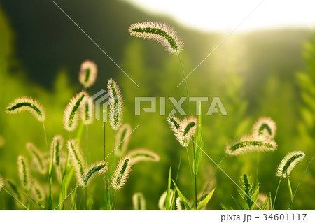 夕日とエノコログサ 34601117