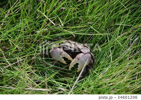 クロベンケイガニ クロベンケイガニ 34601206