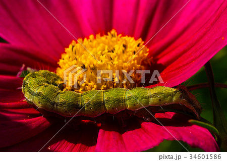 花びらの上のお昼寝 花びらの上のお昼寝 34601586