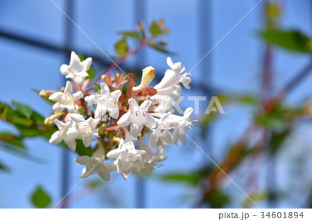 ハナゾノツクバネウツギ(花園衝羽根空木) ハナゾノツクバネウツギ(花園衝羽根空木) 34601894