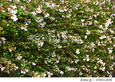 ハナゾノツクバネウツギ(花園衝羽根空木) ハナゾノツクバネウツギ(花園衝羽根空木) 34601896