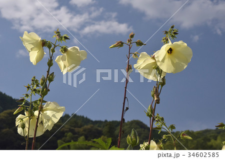 トロロアオイ 34602585