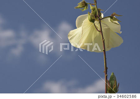 トロロアオイ 34602586