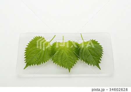 大葉(しその葉) 大葉(しその葉) 34602628