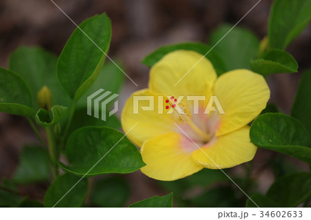 ハイビスカス 34602633