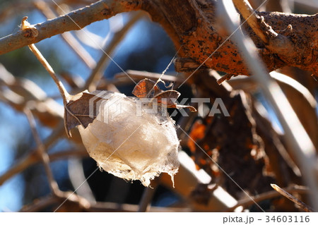 クワコの繭 クワコの繭 34603116