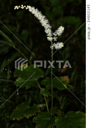 自然　植物　イヌショウマ、関東から近畿の山地、丘陵に分布。湿った場所を好むそうです 34603145