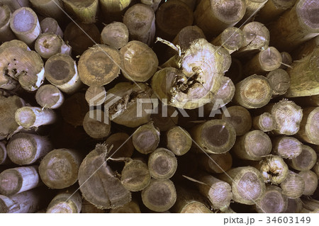 木材・丸太(林業イメージなども可) 木材・丸太(林業イメージなども可) 34603149