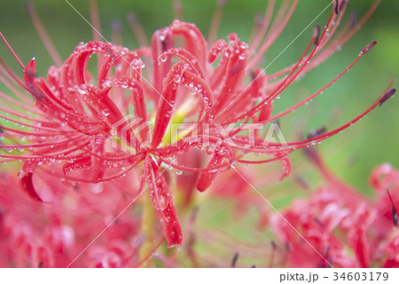 彼岸花２ 34603179