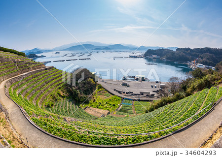 遊子水荷浦の段畑 34604293