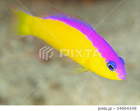 カンムリニセスズメ カンムリニセスズメ 34604349