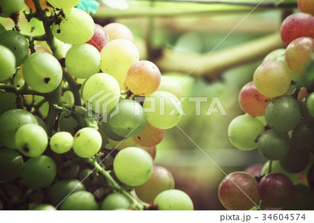 Grapes in vineyard 34604574