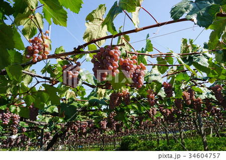 9月　勝沼07甲州ブドウ園・ワイン用 34604757