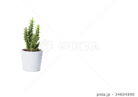 cactus on white cactus on white 34604890