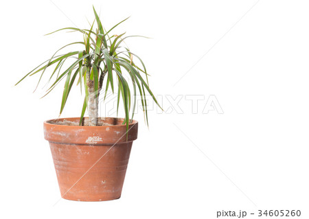 House Plant potted plant isolated on white 34605260