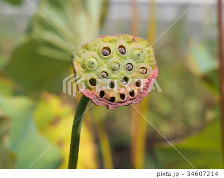 蓮の実  ハチスの実 34607214