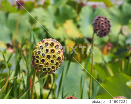 蓮の実  ハチスの実 34607222