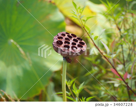 蓮の実  ハチスの実 34607228