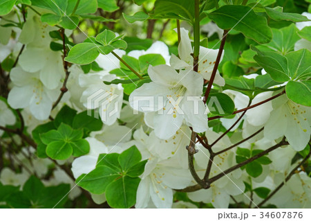 気品漂うシロヤシオ 34607876