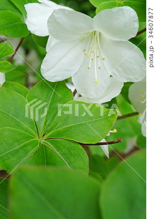 気品漂うシロヤシオ 34607877