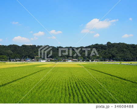 9月の田園風景　(愛川町下箕輪付近） 34608488