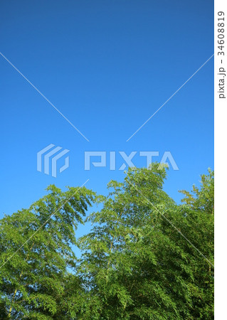 青空と竹(1/2) 34608819