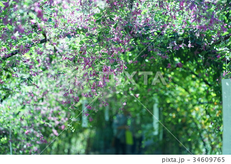 萩 トンネル 萩 トンネル 34609765