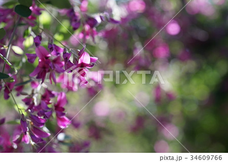 萩 寄 萩 寄 34609766