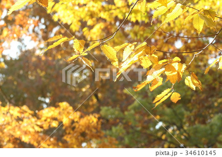 紅葉 紅葉 34610145