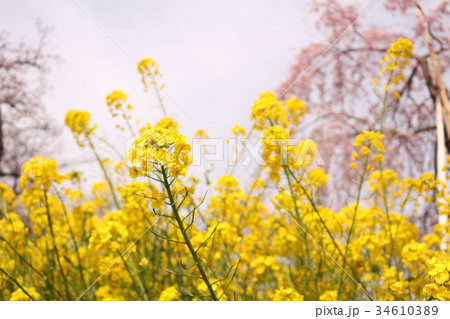 菜の花とさくら 菜の花とさくら 34610389