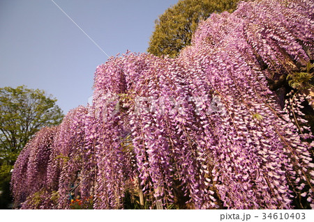 藤の花満開 34610403