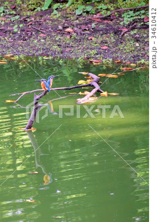 カワセミ カワセミ 34610412