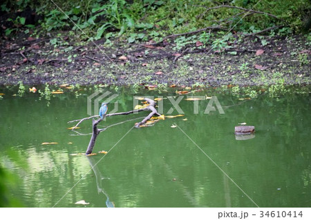 カワセミ 34610414