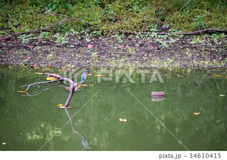 カワセミ 34610415