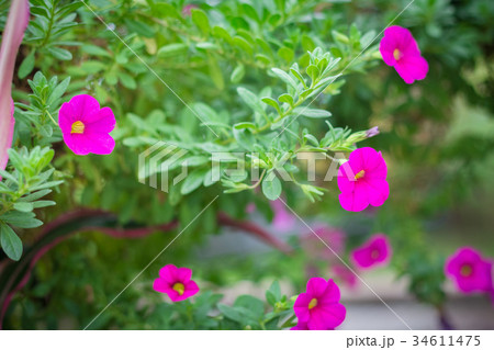Catharanthus Roseus Flower or Rosy Periwinkle 34611475