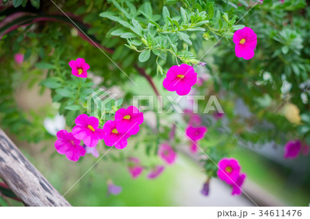 Catharanthus Roseus Flower or Rosy Periwinkle 34611476