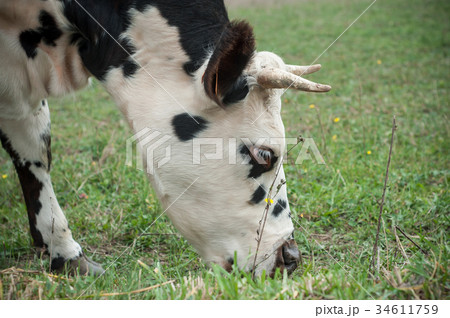 portrait of funny black and white cow in a meadow 34611759