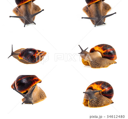 Snail isolated on the white background 34612480