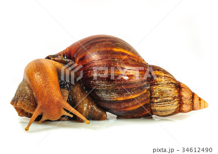 Snail isolated on the white background 34612490