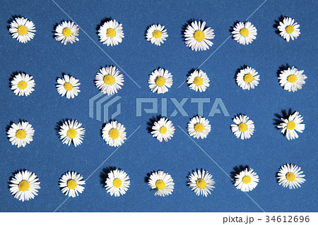pattern flower 34612696