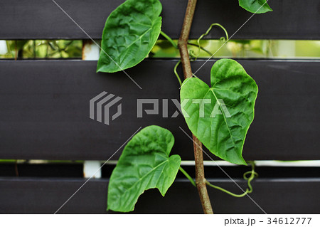 Abstract Floral Background Abstract Floral Background 34612777