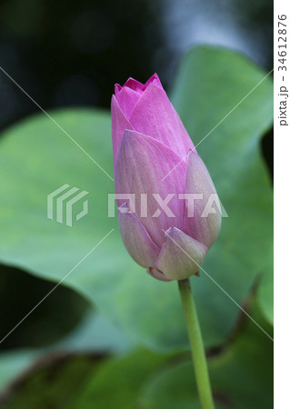 Pink Lotus Bud Pink Lotus Bud 34612876