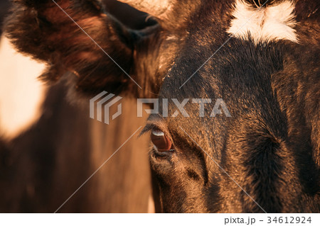 Close Up Of Black Cow Face, Snout, Eye Close Up Of Black Cow Face, Snout, Eye 34612924