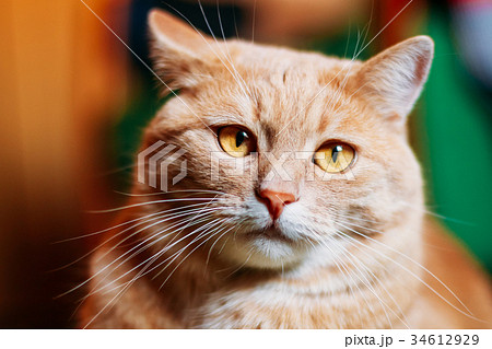 Orange Red Cat Male Kitten Close Up Portrait 34612929