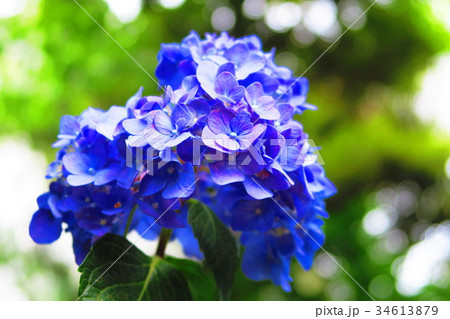 文京あじさいまつりのアジサイの花（西洋アジサイ・ガクアジサイなど） 34613879
