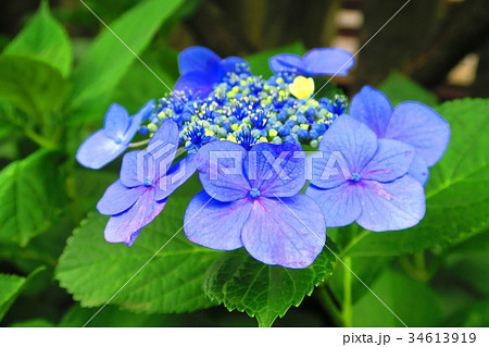 文京あじさいまつりのアジサイの花 西洋アジサイ ガクアジサイなど の写真素材